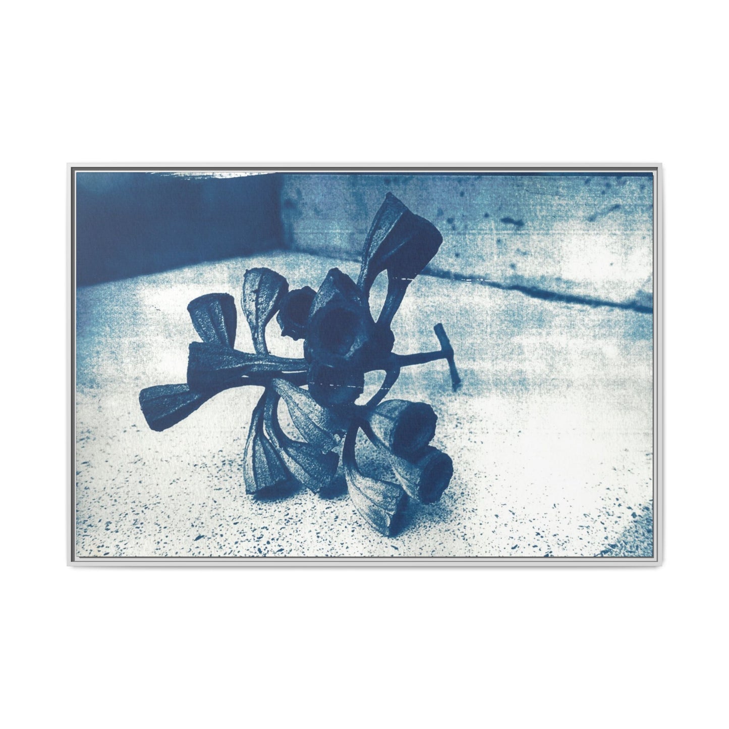 🌿 Gum Nut Form – Cyanotype Botanical Art by Wendy Seymour