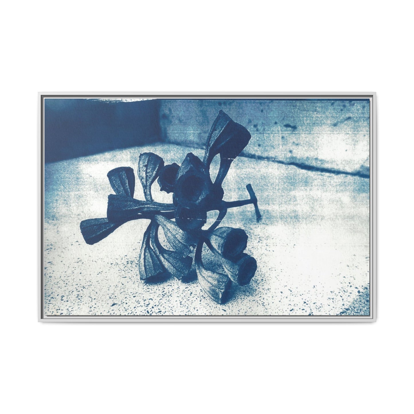🌿 Gum Nut Form – Cyanotype Botanical Art by Wendy Seymour